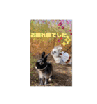 Minchopila 8（個別スタンプ：22）