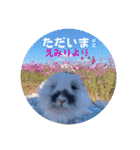 Minchopila 8（個別スタンプ：26）