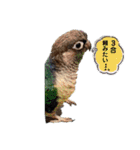 Minchopila 8（個別スタンプ：31）