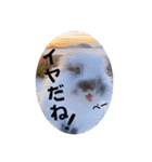 Minchopila 8（個別スタンプ：35）