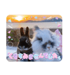 Minchopila 8（個別スタンプ：36）