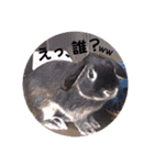 Minchopila 8（個別スタンプ：38）