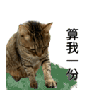 おしゃべり猫グェングェン（個別スタンプ：12）