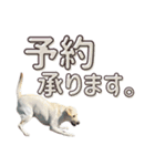 店舗言葉です（個別スタンプ：5）