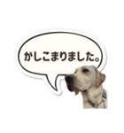 店舗言葉です（個別スタンプ：7）