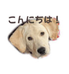 店舗言葉です（個別スタンプ：16）