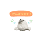 あざらしのおうちゃん 日常丁寧言葉（個別スタンプ：1）