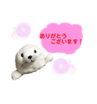 あざらしのおうちゃん 日常丁寧言葉（個別スタンプ：3）