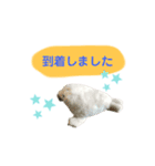 あざらしのおうちゃん 日常丁寧言葉（個別スタンプ：5）