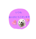 あざらしのおうちゃん 日常丁寧言葉（個別スタンプ：6）