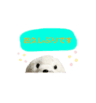 あざらしのおうちゃん 日常丁寧言葉（個別スタンプ：7）