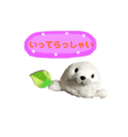 あざらしのおうちゃん 日常丁寧言葉（個別スタンプ：8）