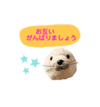 あざらしのおうちゃん 日常丁寧言葉（個別スタンプ：9）