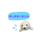 あざらしのおうちゃん 日常丁寧言葉（個別スタンプ：10）
