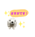 あざらしのおうちゃん 日常丁寧言葉（個別スタンプ：12）