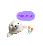 あざらしのおうちゃん 日常丁寧言葉（個別スタンプ：13）