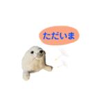 あざらしのおうちゃん 日常丁寧言葉（個別スタンプ：15）