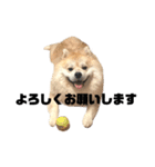 ライオンみたいな狐みたいな狸みたいな犬（個別スタンプ：2）