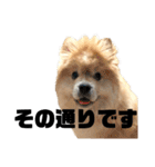 ライオンみたいな狐みたいな狸みたいな犬（個別スタンプ：3）