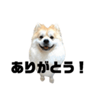 ライオンみたいな狐みたいな狸みたいな犬（個別スタンプ：5）