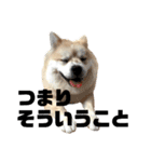 ライオンみたいな狐みたいな狸みたいな犬（個別スタンプ：6）