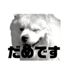 ライオンみたいな狐みたいな狸みたいな犬（個別スタンプ：8）
