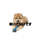 ライオンみたいな狐みたいな狸みたいな犬（個別スタンプ：10）