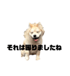 ライオンみたいな狐みたいな狸みたいな犬（個別スタンプ：11）