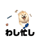 ライオンみたいな狐みたいな狸みたいな犬（個別スタンプ：12）