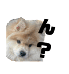 ライオンみたいな狐みたいな狸みたいな犬（個別スタンプ：13）