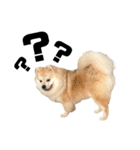 ライオンみたいな狐みたいな狸みたいな犬（個別スタンプ：14）