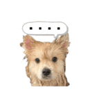 ライオンみたいな狐みたいな狸みたいな犬（個別スタンプ：16）