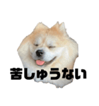 ライオンみたいな狐みたいな狸みたいな犬（個別スタンプ：17）