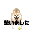 ライオンみたいな狐みたいな狸みたいな犬（個別スタンプ：18）