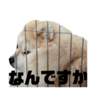 ライオンみたいな狐みたいな狸みたいな犬（個別スタンプ：19）