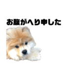 ライオンみたいな狐みたいな狸みたいな犬（個別スタンプ：21）