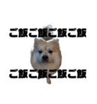 ライオンみたいな狐みたいな狸みたいな犬（個別スタンプ：22）