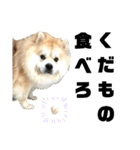 ライオンみたいな狐みたいな狸みたいな犬（個別スタンプ：23）