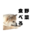 ライオンみたいな狐みたいな狸みたいな犬（個別スタンプ：24）