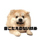 ライオンみたいな狐みたいな狸みたいな犬（個別スタンプ：25）