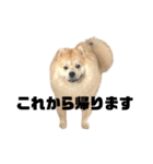 ライオンみたいな狐みたいな狸みたいな犬（個別スタンプ：29）