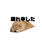 ライオンみたいな狐みたいな狸みたいな犬（個別スタンプ：30）