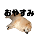 ライオンみたいな狐みたいな狸みたいな犬（個別スタンプ：31）