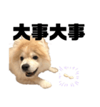 ライオンみたいな狐みたいな狸みたいな犬（個別スタンプ：32）