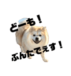 ライオンみたいな狐みたいな狸みたいな犬（個別スタンプ：33）