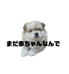 ライオンみたいな狐みたいな狸みたいな犬（個別スタンプ：34）