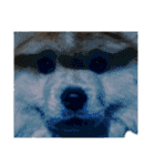 ライオンみたいな狐みたいな狸みたいな犬（個別スタンプ：38）