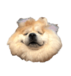 ライオンみたいな狐みたいな狸みたいな犬（個別スタンプ：40）