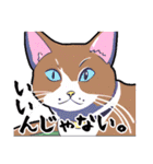 少しだけウザい猫のスタンプ①（個別スタンプ：26）