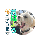 敬語版 こたろう（個別スタンプ：1）